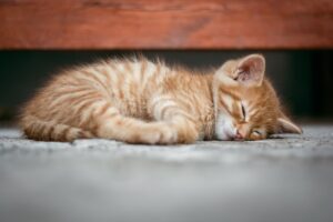 ASDの睡眠障害について医師にチャットで相談する方法は？