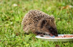 ASDの子どもとのチャットで解決できる食事に関する悩みは？