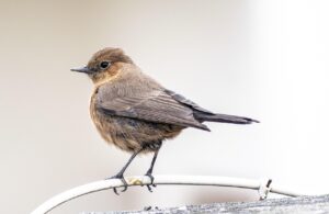 ASDチャット初心者が知っておくべき基本知識は？