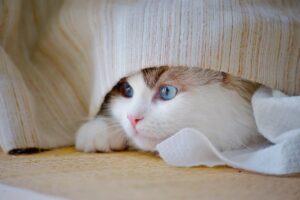 家庭内相談を円滑に進めるためのポイントは？