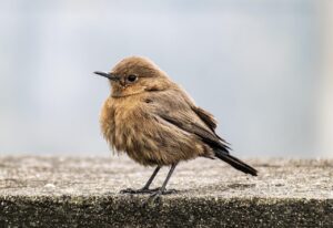 ASDチャット相談の評判は本当に良いのか？